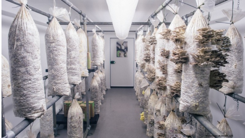 Starting a Mushroom Business: Essential Insights from an Experienced Grower