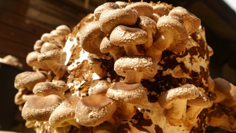 Starting a Mushroom Business: Essential Insights from an Experienced Grower