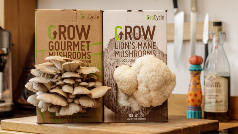 Starting a Mushroom Business: Essential Insights from an Experienced Grower
