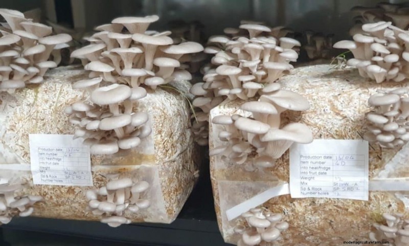 Starting a Mushroom Business: Essential Insights from an Experienced Grower