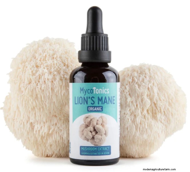 Top 10 Lion s Mane Supplements in the UK: Benefits & Reviews