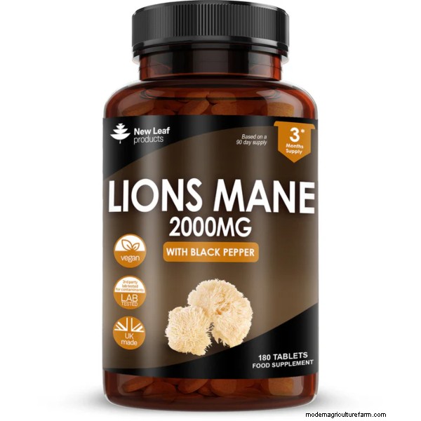 Top 10 Lion s Mane Supplements in the UK: Benefits & Reviews