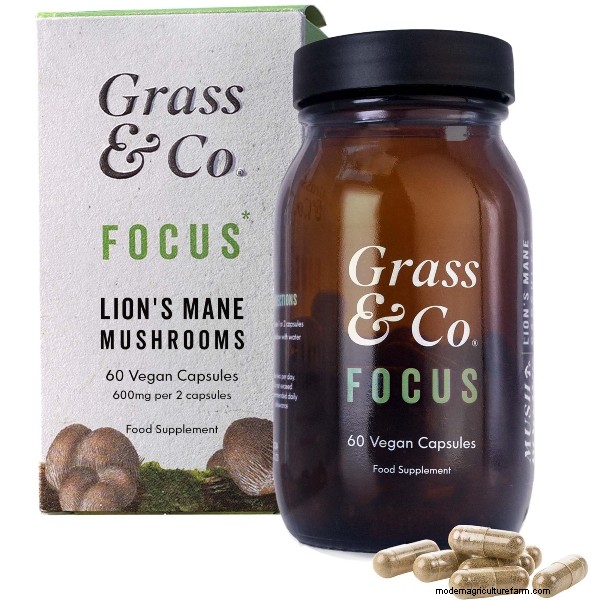 Top 10 Lion s Mane Supplements in the UK: Benefits & Reviews