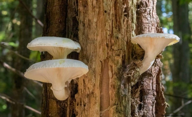 20 Common Tree-Growing Mushrooms: Identification & Locations