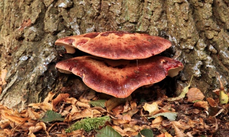 20 Common Tree-Growing Mushrooms: Identification & Locations