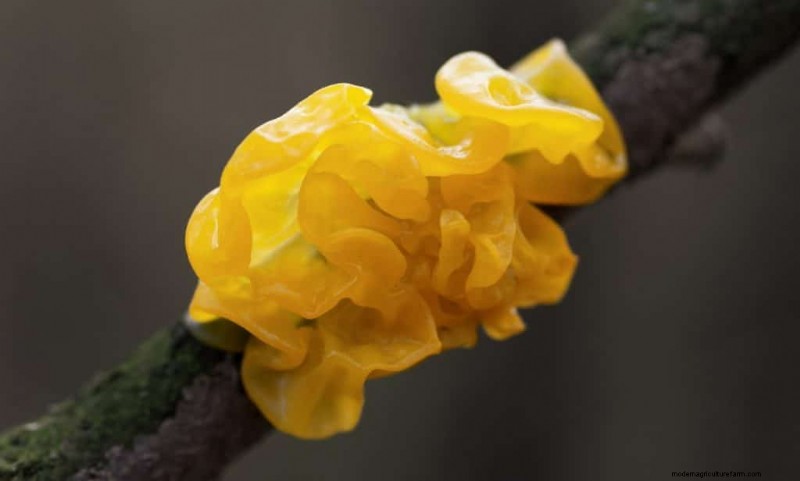 20 Common Tree-Growing Mushrooms: Identification & Locations