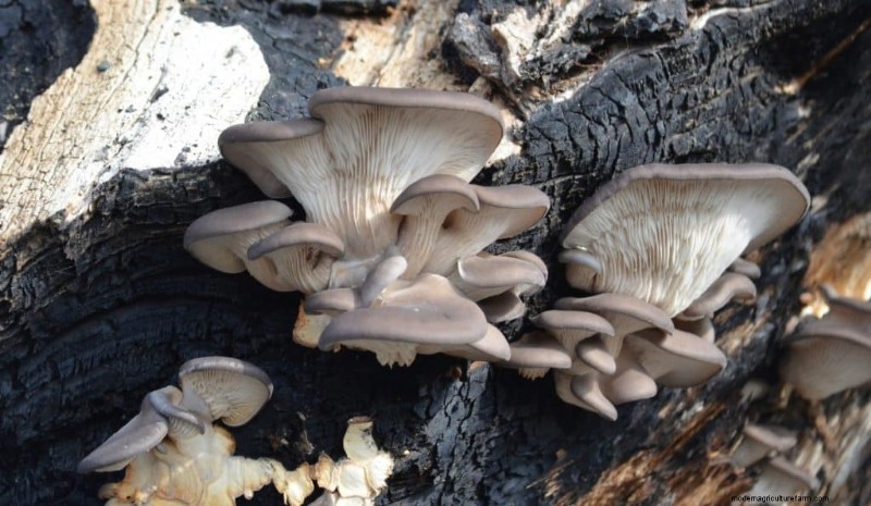 20 Common Tree-Growing Mushrooms: Identification & Locations