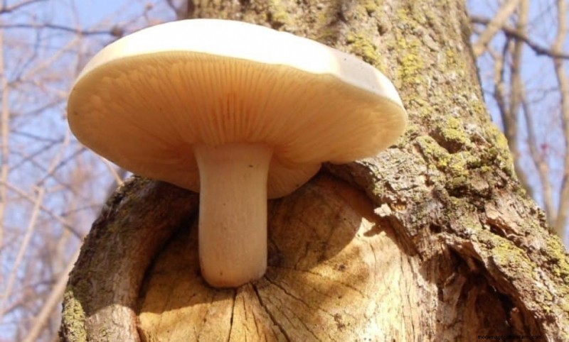 20 Common Tree-Growing Mushrooms: Identification & Locations