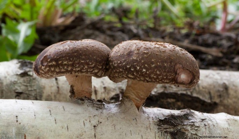 20 Common Tree-Growing Mushrooms: Identification & Locations