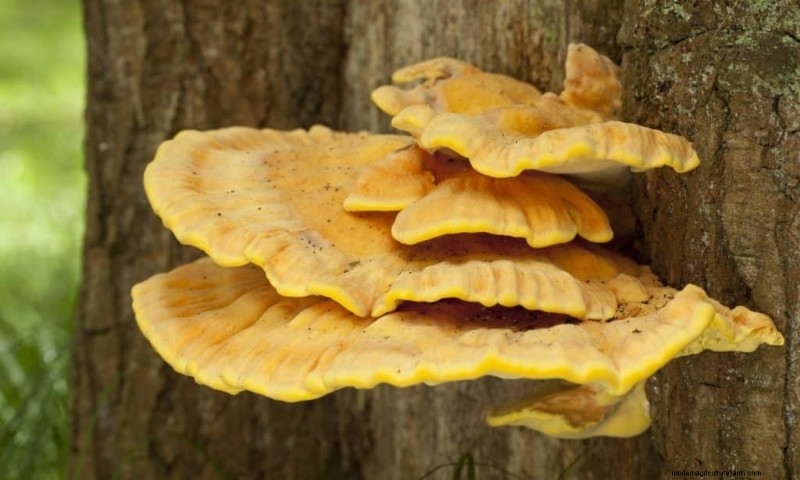 20 Common Tree-Growing Mushrooms: Identification & Locations