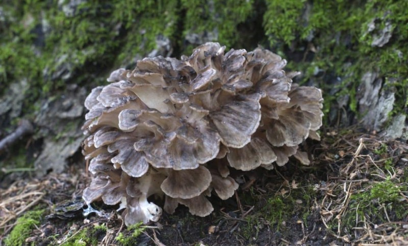 20 Common Tree-Growing Mushrooms: Identification & Locations