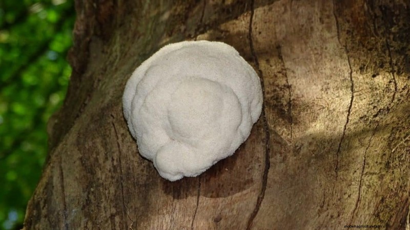 20 Common Tree-Growing Mushrooms: Identification & Locations