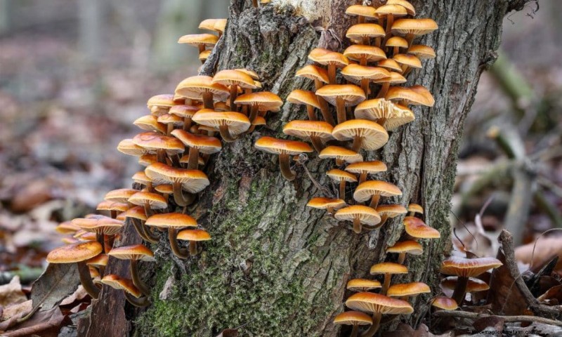 20 Common Tree-Growing Mushrooms: Identification & Locations