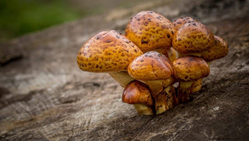 20 Common Tree-Growing Mushrooms: Identification & Locations