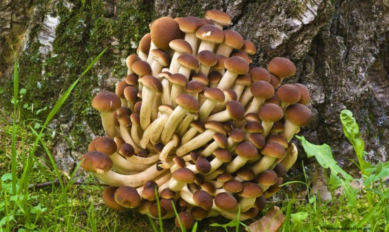 20 Common Tree-Growing Mushrooms: Identification & Locations