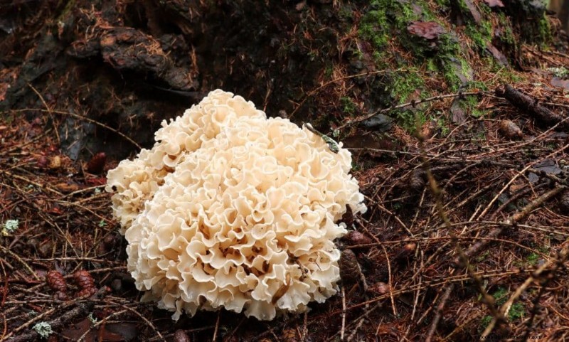 20 Common Tree-Growing Mushrooms: Identification & Locations
