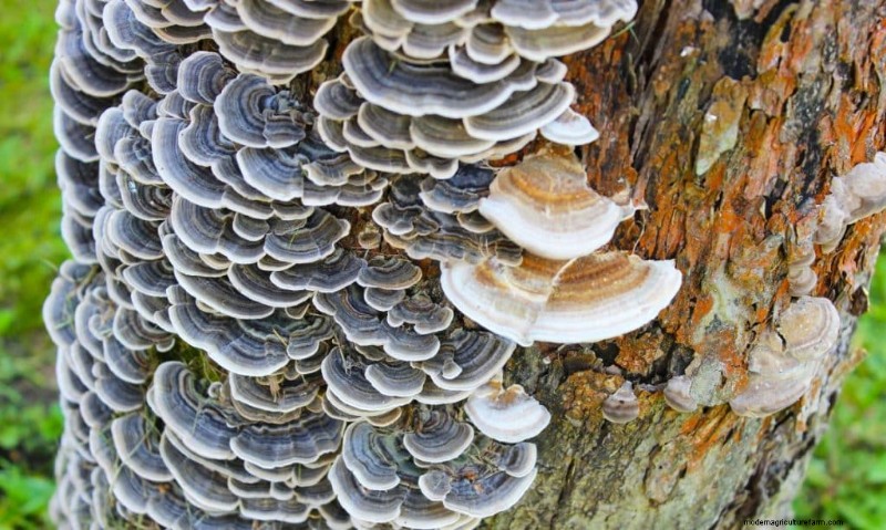 20 Common Tree-Growing Mushrooms: Identification & Locations
