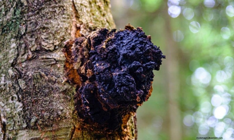 20 Common Tree-Growing Mushrooms: Identification & Locations