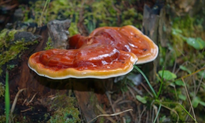 20 Common Tree-Growing Mushrooms: Identification & Locations