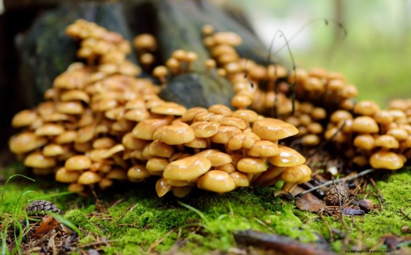 20 Common Tree-Growing Mushrooms: Identification & Locations