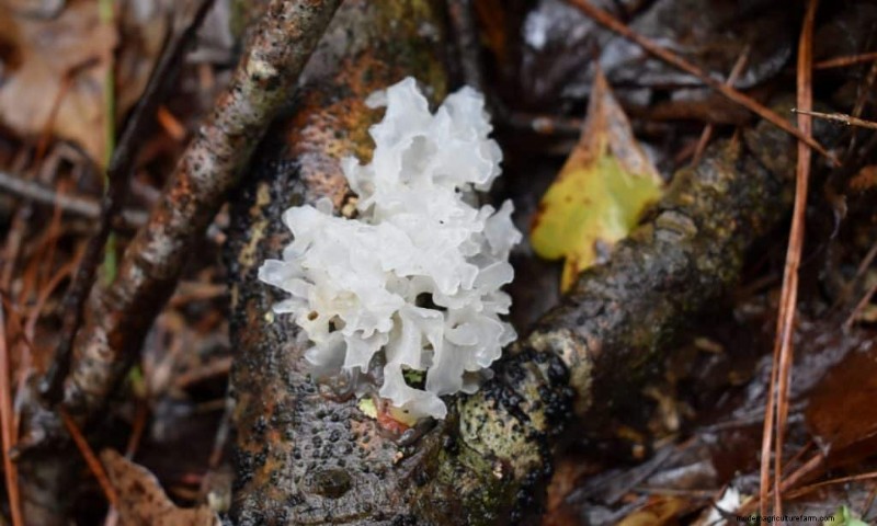 20 Common Tree-Growing Mushrooms: Identification & Locations