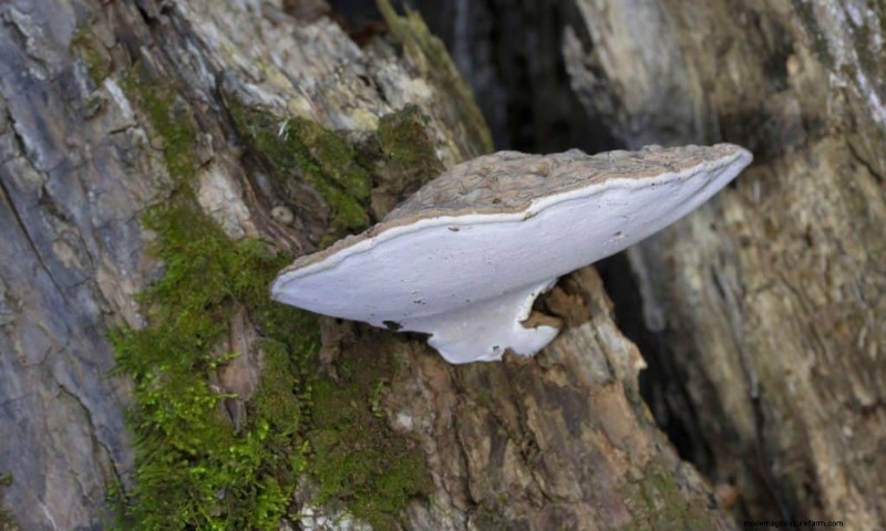 20 Common Tree-Growing Mushrooms: Identification & Locations