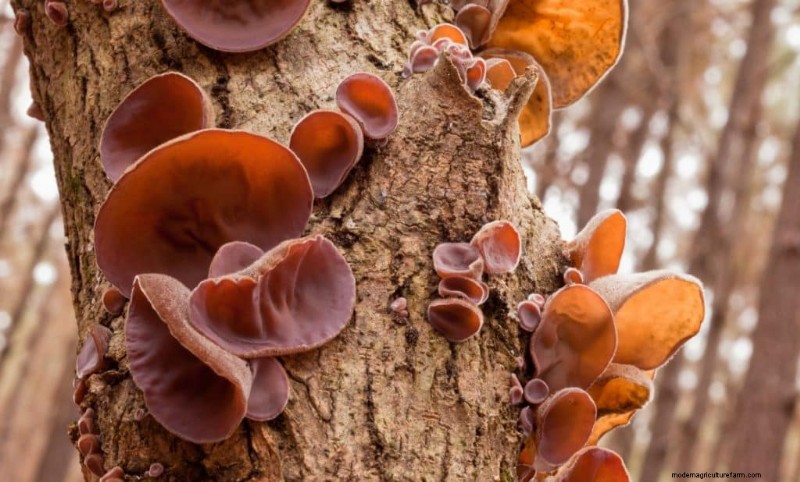 20 Common Tree-Growing Mushrooms: Identification & Locations