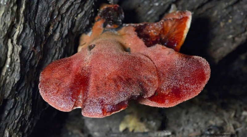 20 Common Tree-Growing Mushrooms: Identification & Locations
