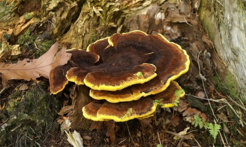 20 Common Tree-Growing Mushrooms: Identification & Locations
