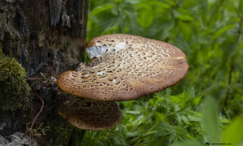 20 Common Tree-Growing Mushrooms: Identification & Locations