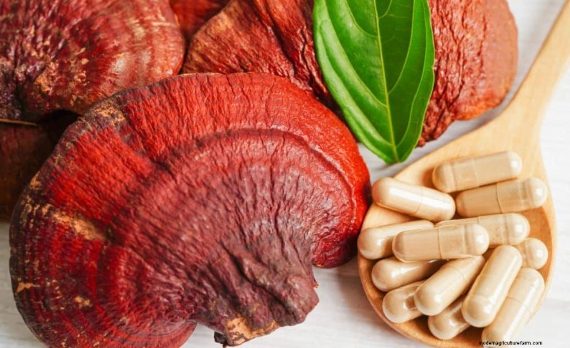Best Mushrooms for Sleep: Natural Remedies for Restful Nights