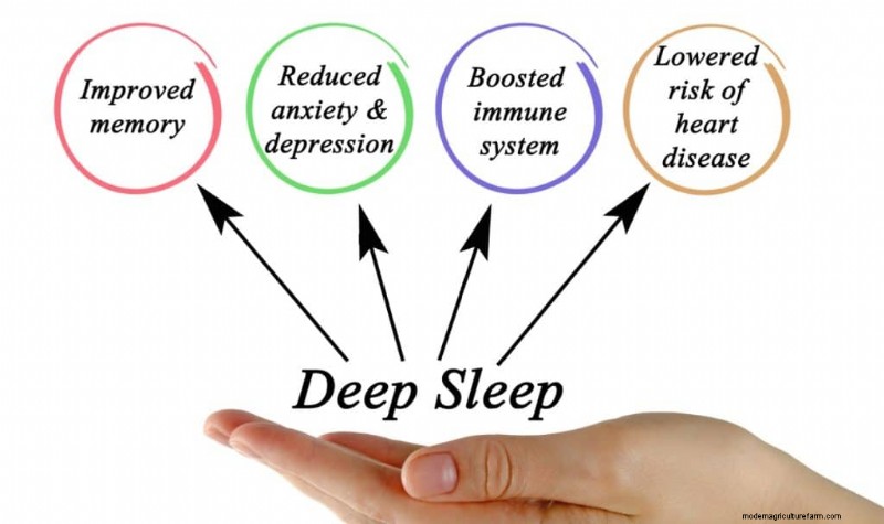 Best Mushrooms for Sleep: Natural Remedies for Restful Nights
