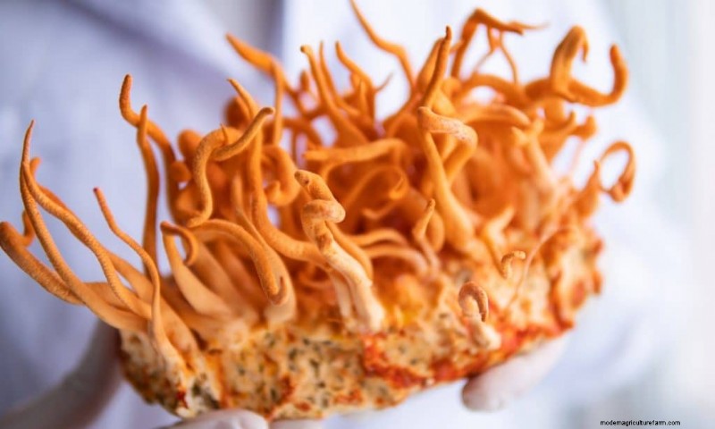 Best Mushrooms for Sleep: Natural Remedies for Restful Nights