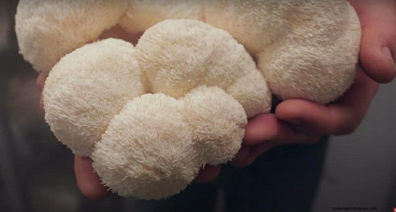Functional Mushrooms for Anxiety & Depression: Top 5 Choices