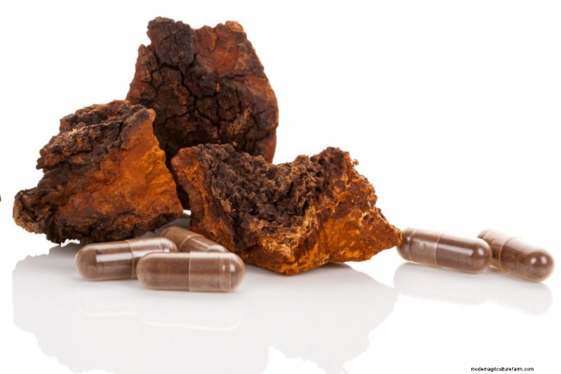 Functional Mushrooms for Anxiety & Depression: Top 5 Choices