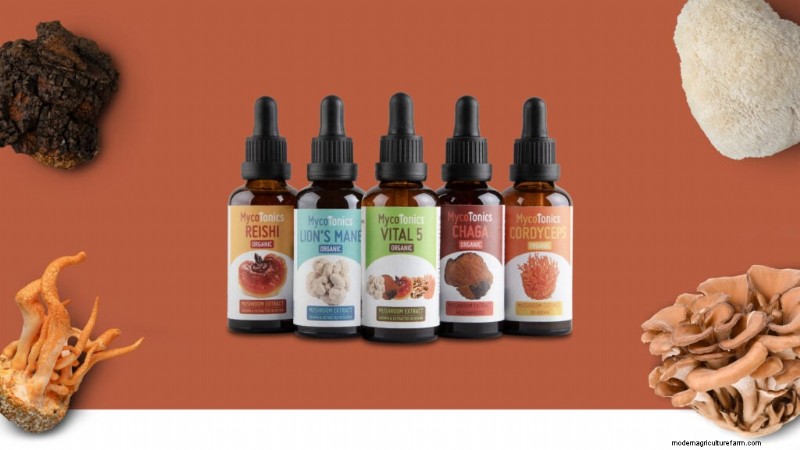 Functional Mushrooms for Anxiety & Depression: Top 5 Choices