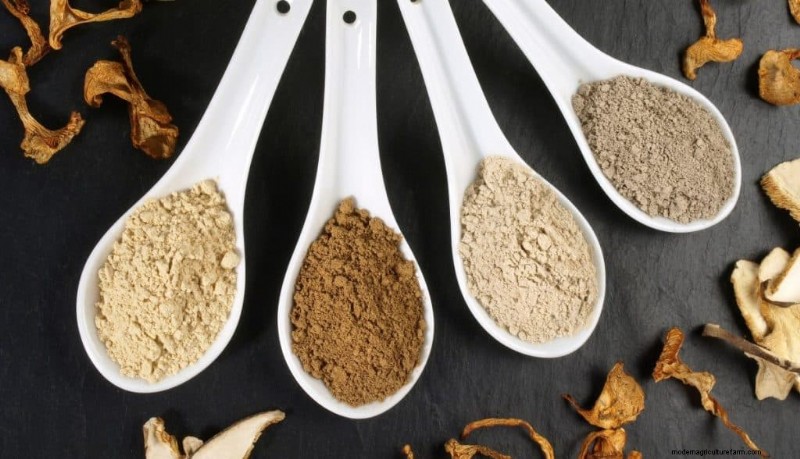 Functional Mushrooms for Anxiety & Depression: Top 5 Choices