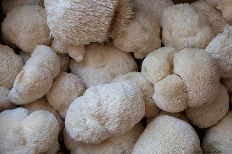 Boost Immunity with These 8 Powerful Medicinal Mushrooms