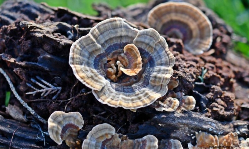 Boost Immunity with These 8 Powerful Medicinal Mushrooms