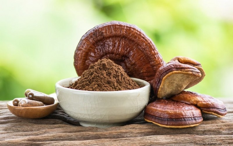 Boost Immunity with These 8 Powerful Medicinal Mushrooms