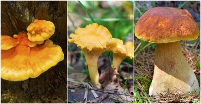 Boost Immunity with These 8 Powerful Medicinal Mushrooms