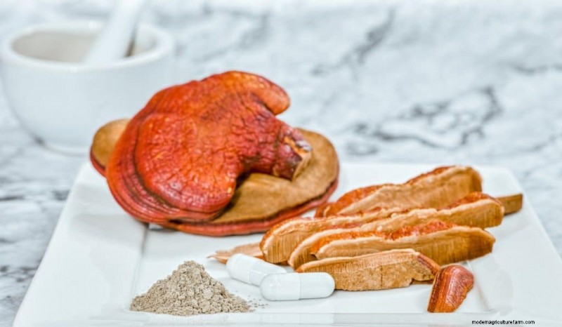 Mushroom Supplements: Tinctures, Extracts, Powders & Capsules - What s Best?