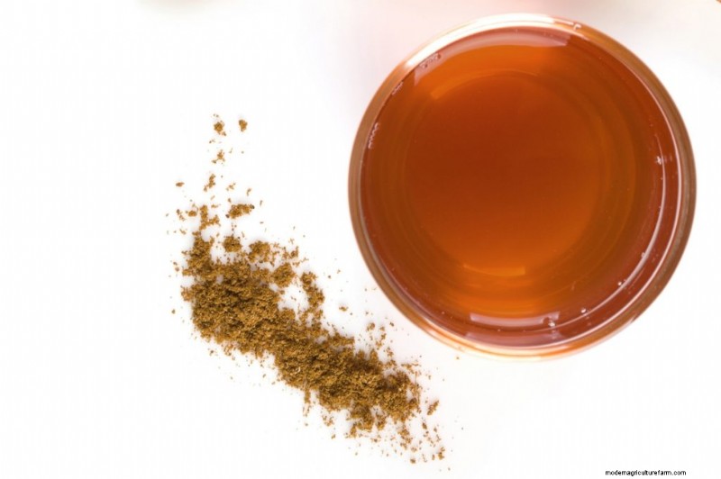 Mushroom Supplements: Tinctures, Extracts, Powders & Capsules - What s Best?