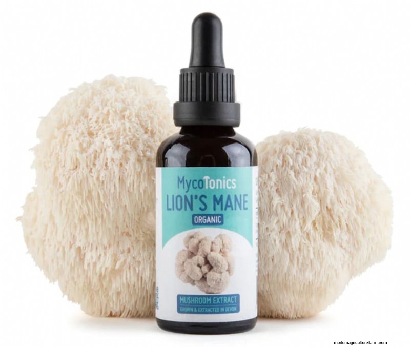 Mushroom Supplements: Tinctures, Extracts, Powders & Capsules - What s Best?