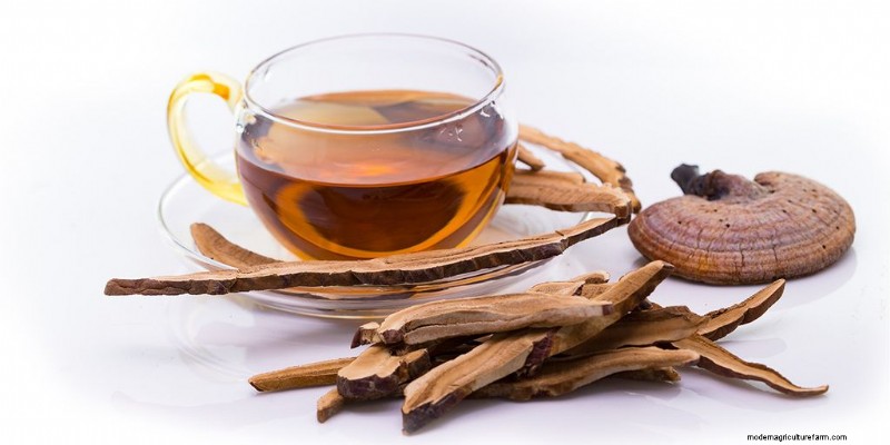 Mushroom Supplements: Tinctures, Extracts, Powders & Capsules - What s Best?