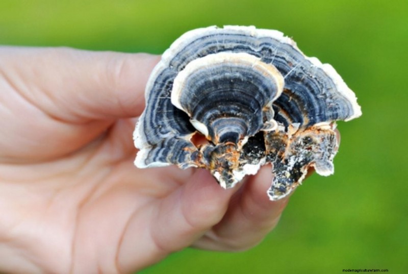 Turkey Tail Mushroom: Immune Support & Health Benefits