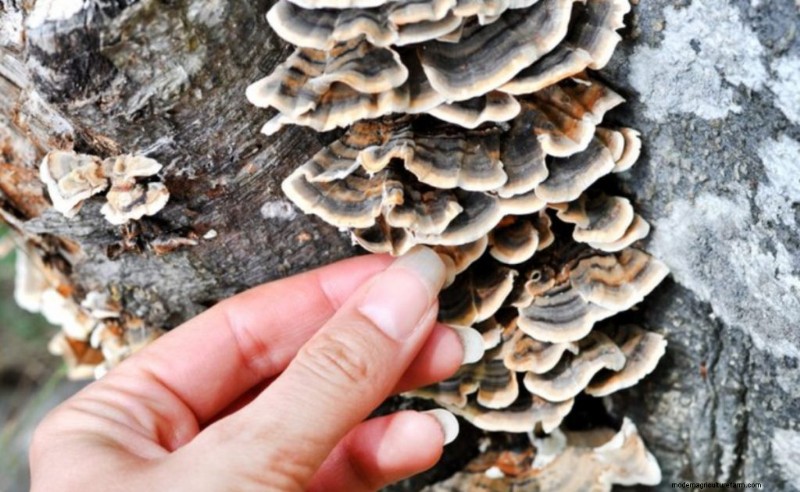 Turkey Tail Mushroom: Immune Support & Health Benefits