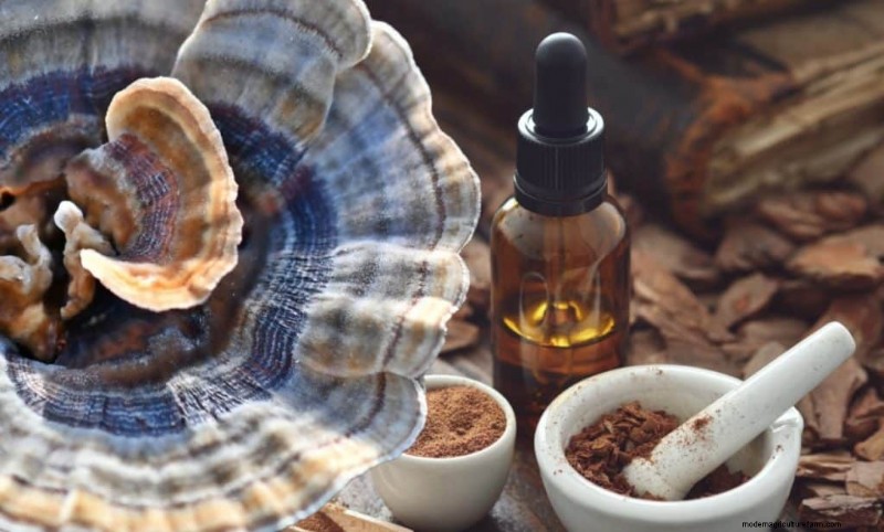 Turkey Tail Mushroom: Immune Support & Health Benefits