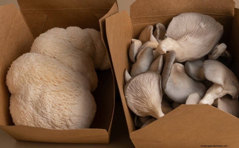 Lion s Mane Mushroom: Cognitive & Health Benefits | [Your Brand/Site Name]