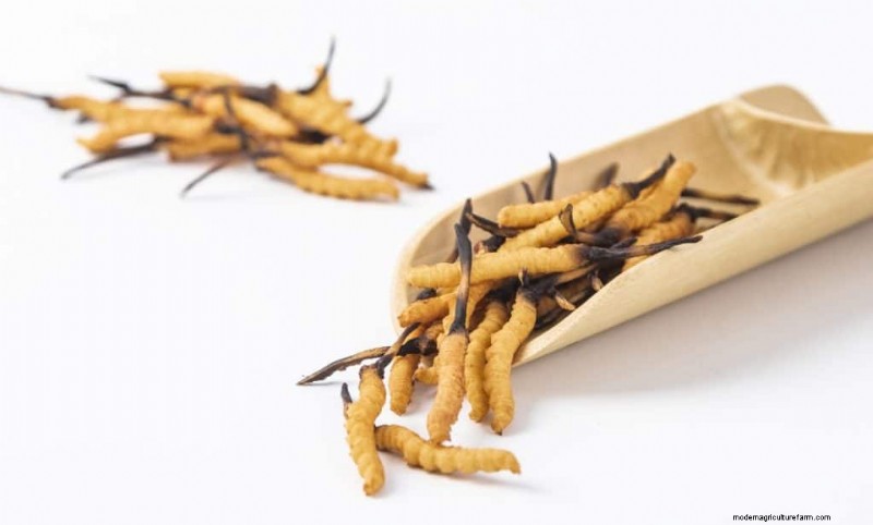 Cordyceps Mushroom: 9 Science-Backed Health Benefits